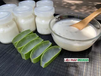 Hướng Dẫn Cách Làm Sữa Chua Nha Đam